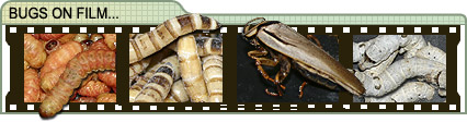 Cockroaches, worms and other insects featured in horror film production