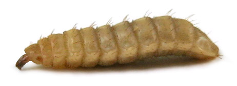 Phoenix Worm Larvae