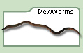 Dewworms
