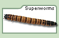 Superworms