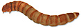 Specials on Mealworms